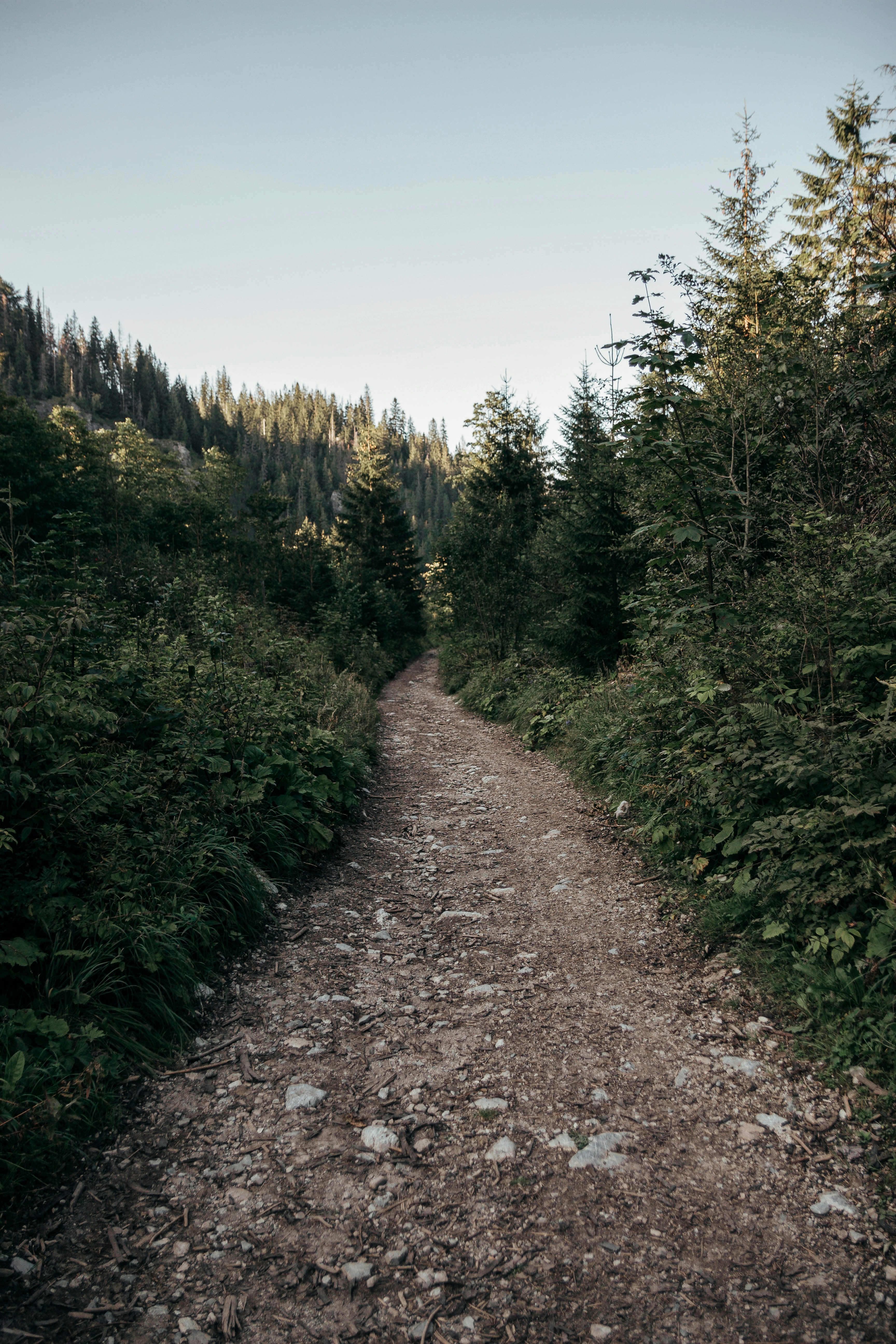 Outdoor path surrounded by nature