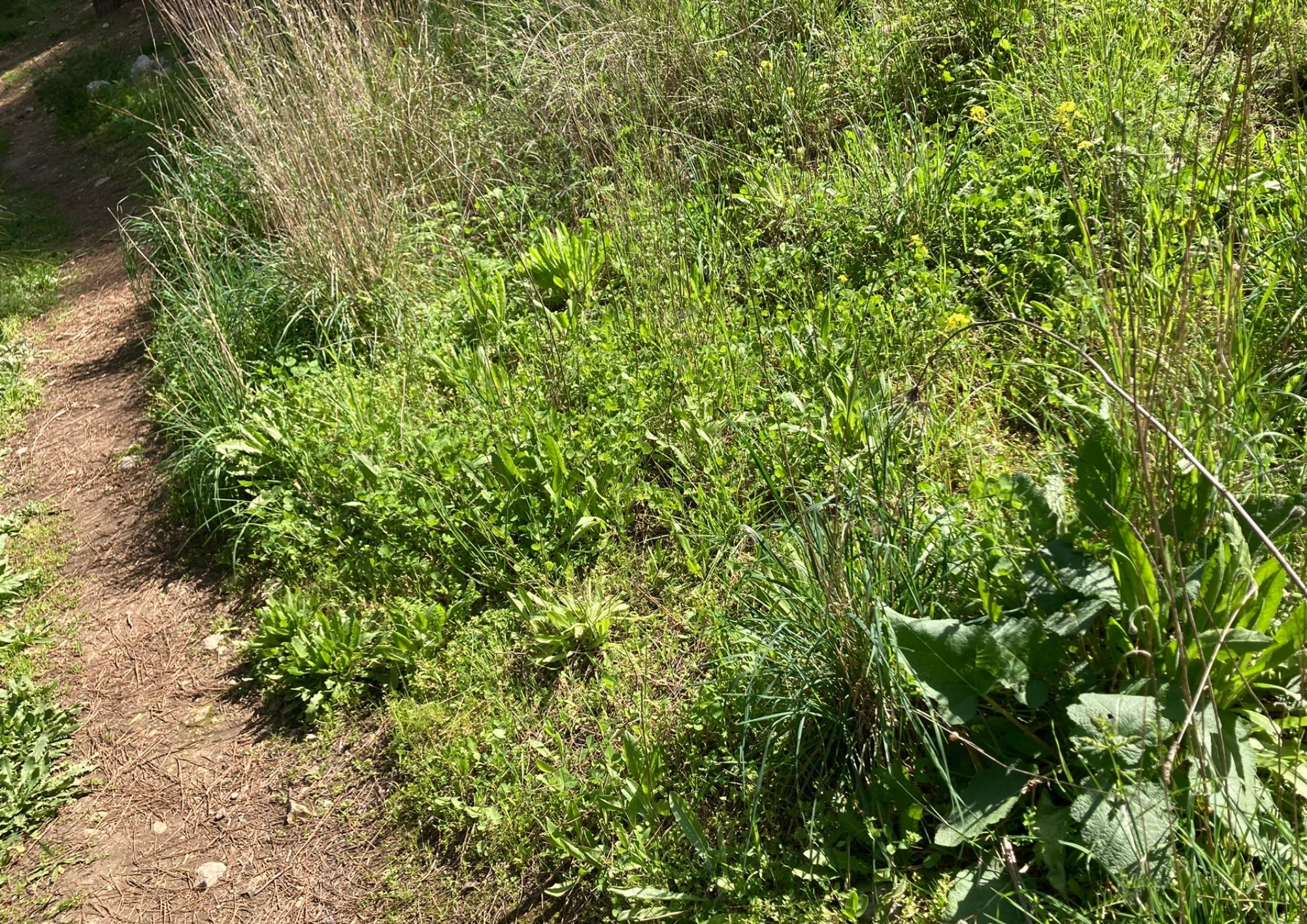 Nature Connections